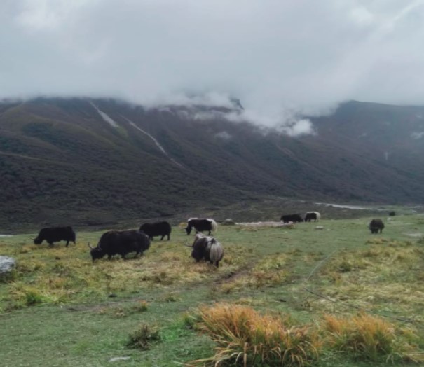 Langtang Valley Trek Itinerary and Himalayan Friendly Treks Langtang Valley Trek Itinerary and Himalayan Friendly Treks